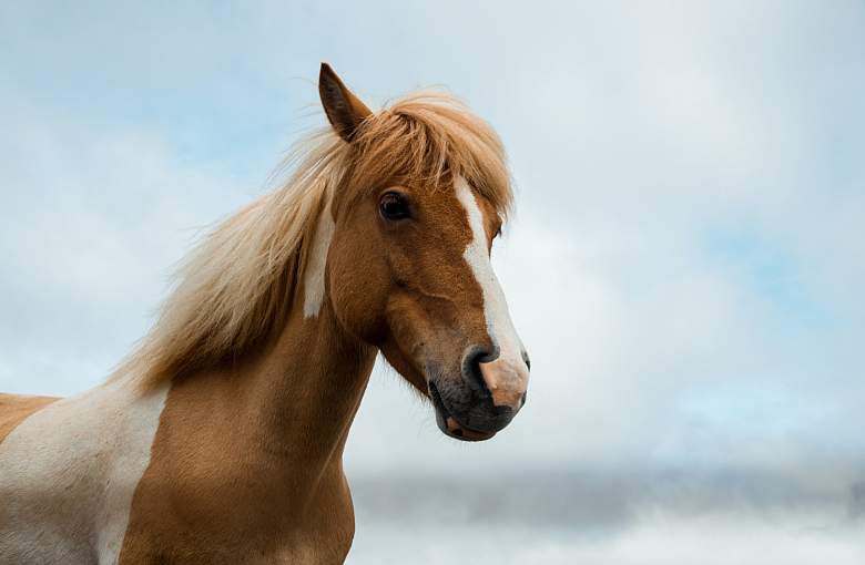 Derka dla konia - nie tylko wygląd, ale i ochrona twojego zwierzęcia