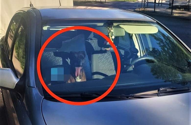 Policjanci interweniowali w sprawie pozostawionego psa w samochodzie