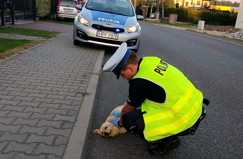 Pszczyńscy policjanci zaopiekowali się potrąconym psem
