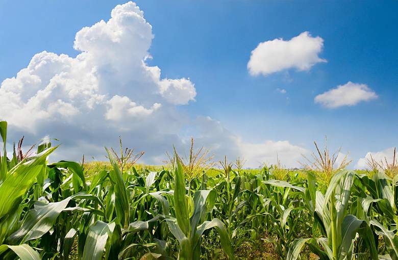 Dopłaty do kukurydzy - wnioski do 29 lutego